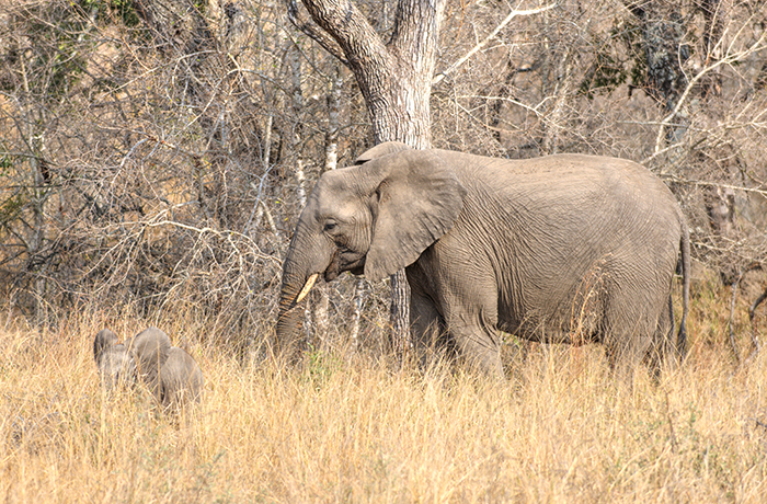 Elephant and baby